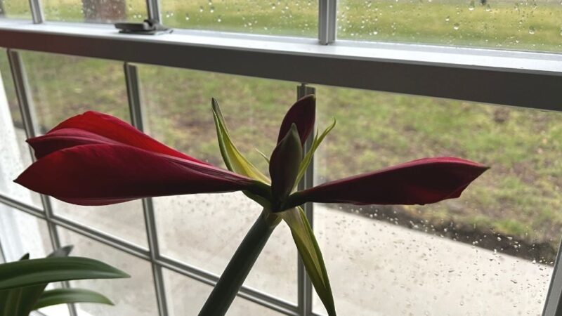 4 blossoms on a red amaryllis