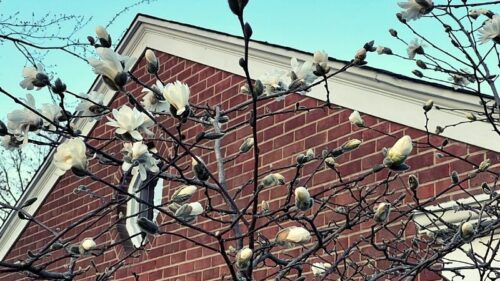 Star Magnolia – So Many Early Spring Blooms
