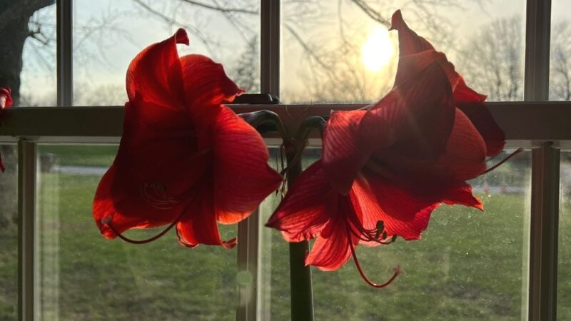 Red Lion amaryllis on clearance for $1