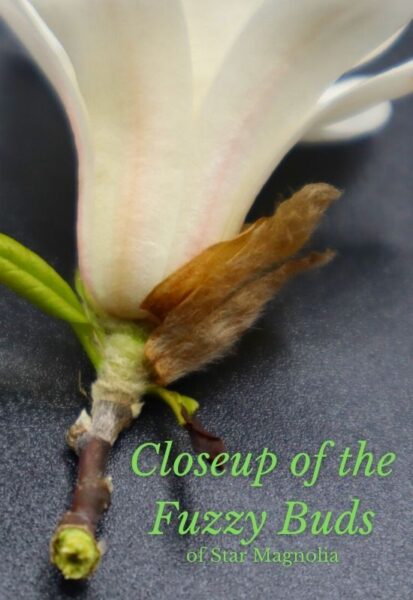 Fuzzy shell of a star magnolia bud