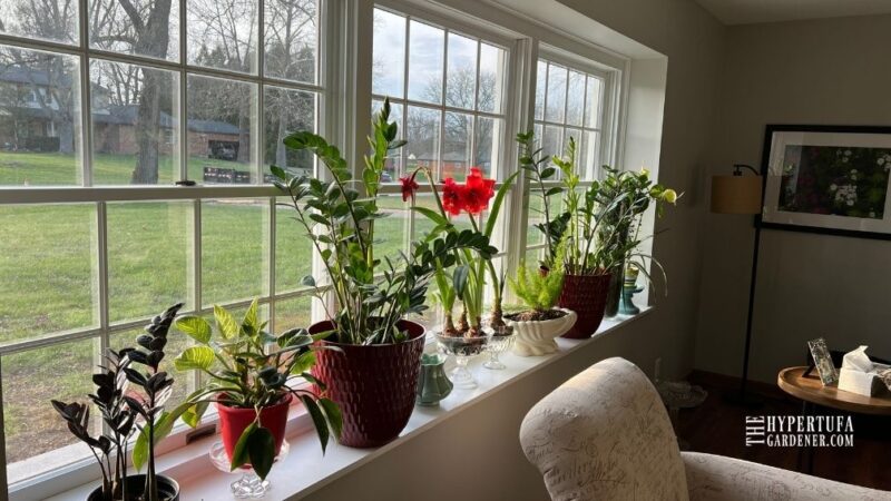 Window sill full of houseplants includes red blooming amaryllis