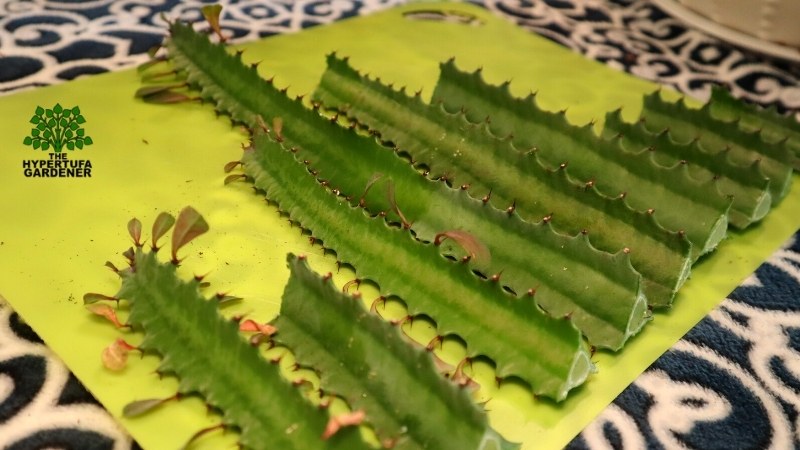 9 cuttings of Euphorbia trigona drying on cutting mat