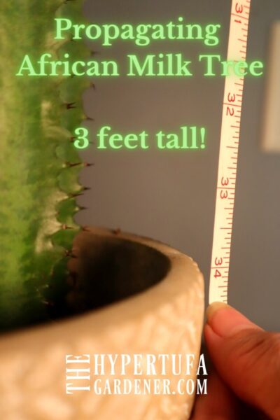 tape measure showing 34 inch plant
