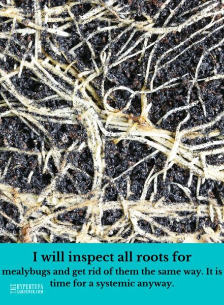 roots in the soil