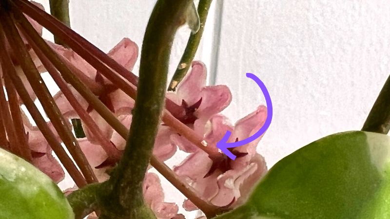 Hoya flower from the back with suspicious white spot - maybe mealybug