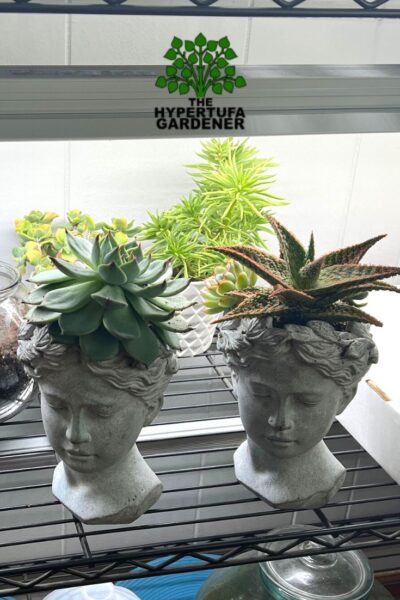 lady head vases with succulents as "hair"