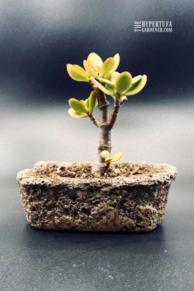 tiny jade plant in hypertufa pot
