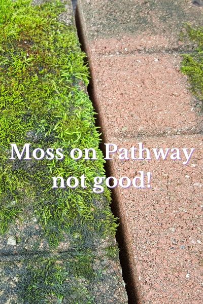 moss on a stone pathway