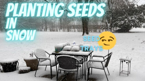 Growing Seeds by Winter Sowing Again – So Easy In The Snow
