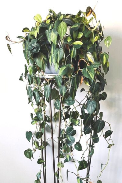 plant stand with philodendron brasil