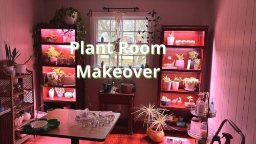 Plant Room Makeover – Time For A Big Change