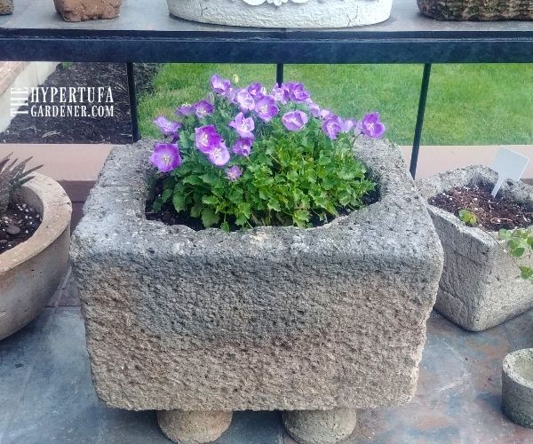 cube shaped hypertufa pot planted with Blue Clips perennial