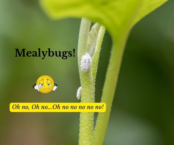 mealybugs on a houseplants