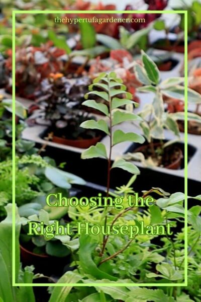 houseplants ready to choose on nursery table