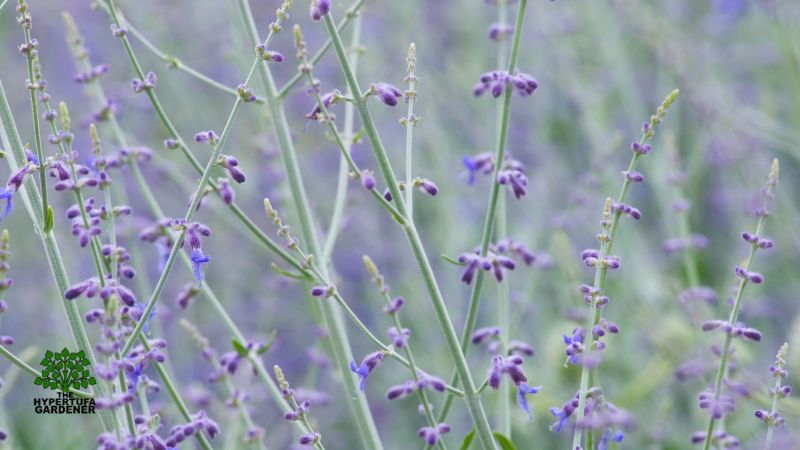 upclose of Russian Sage