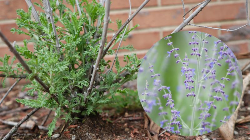 New shoots of Russian Sage coming in April