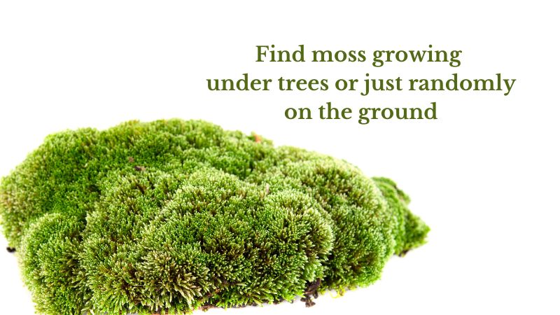 clump of moss