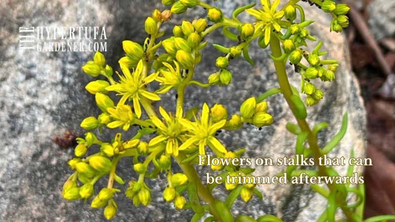 Bloom of bright yellow in June on Sedum Angelina
