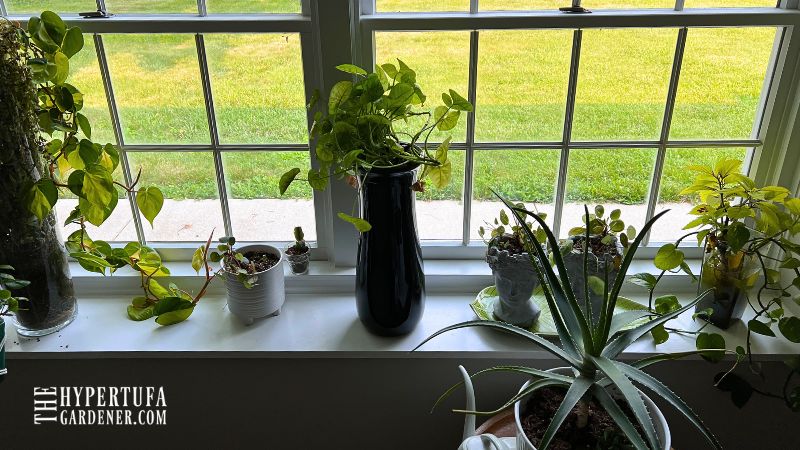 deep window sill full of plants