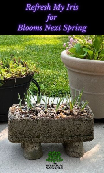 Hypertufa trough planter with tiny dwarf iris