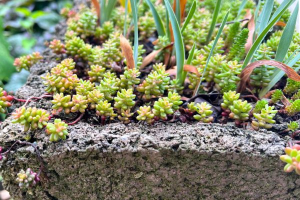 hypertufa planted with iris and sedum album coral carpet