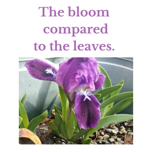 The bloom compared to the leaves