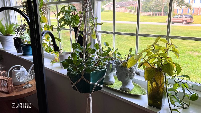 best behaved houseplants in row on windowsill