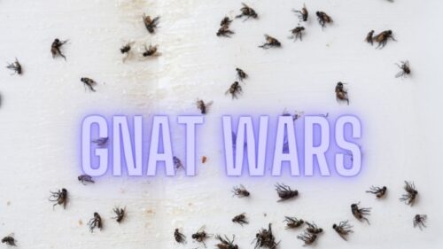 Are You Battling Gnats? Maybe There IS A Solution