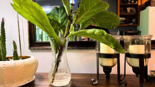 Fiddle Leaf Fig – Let’s Shorten and Propagate!