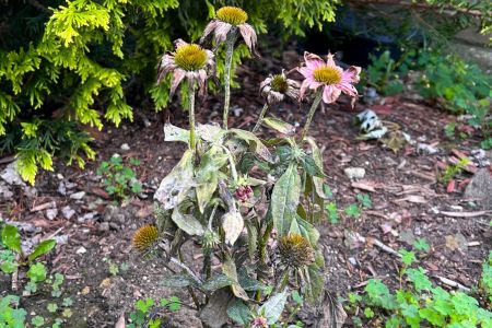 dying brown coneflowers