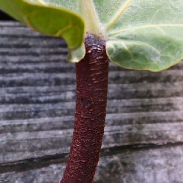 Upclose of leaf petiole on Ficus lyrata