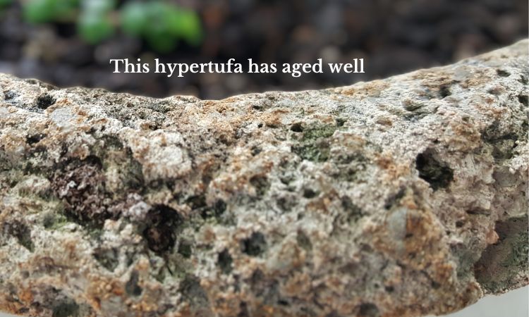 hypertufa bowl planted with baby tears