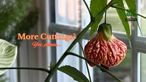 Flowering Maple Cuttings – More New Plants 🤭😂😉