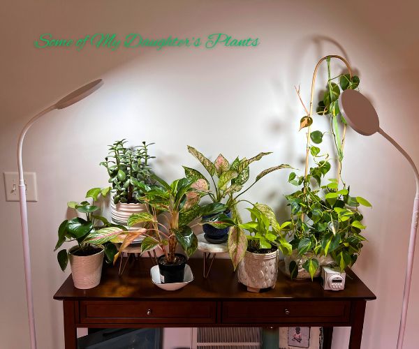 Wood table with 6 houseplants and two grow lamps