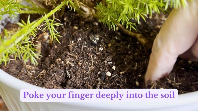 finger poking into soil in planter